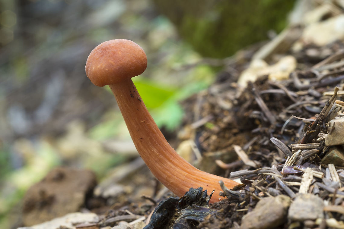 Laccaria bicolor  Fall,Geotagged,Laccaria bicolor,United States
