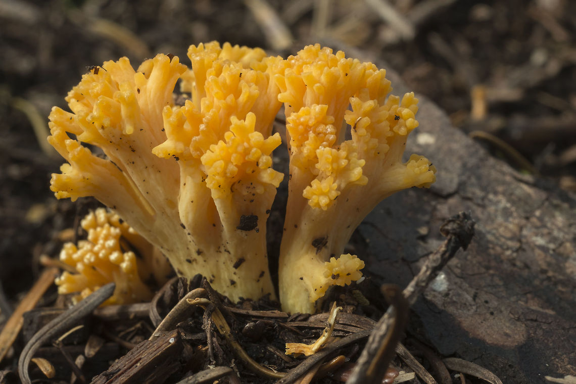 Orange coral  Fall,Geotagged,United States