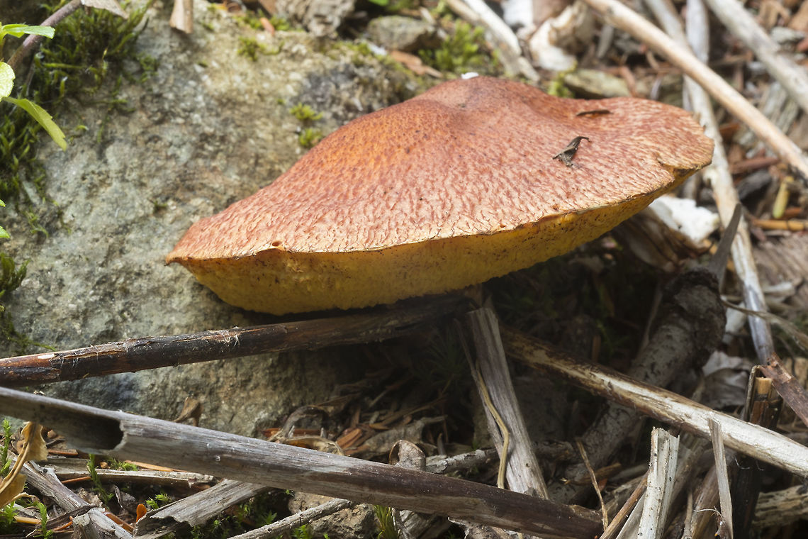 Lake's Bolete no larch trees around, so I think I can be assured this is not one of the other reddish Sulius species Fall,Geotagged,Matte Jack,Suillus caerulescens,Suillus lakei,United States