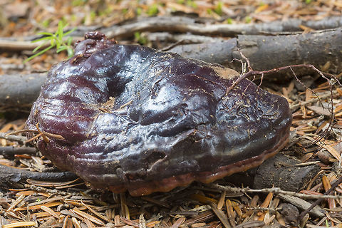 Hemlock varnish shelf This old varnish shelf had fallen out of it's tree Fall,Ganoderma tsugae,Geotagged,United States