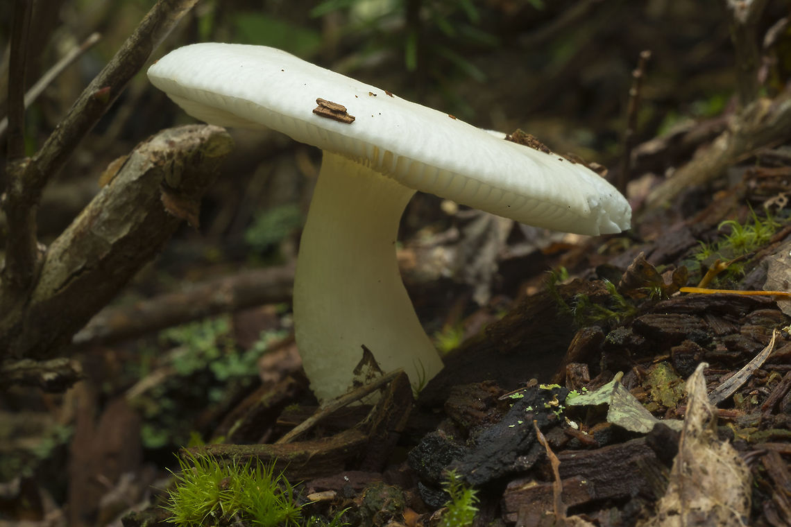 pure white mushrooms lovely pure white mushroom - there was a fairly large grouping of these on a very rotted fallen tree (looked like maybe cedar) They appeared to be very delicate - all of them were showing some damage and bug holes.<br />
Russula fagilis forma nivea Fall,Geotagged,Russula fragilis,United States