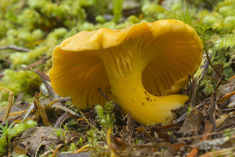 Golden Chanterelle This is why I don't pick and eat wild mushrooms... while I am 99.95% sure that these are real chanterelles, that little bit of niggling doubt would probably make me convince myself into being sick...  Cantharellus cibarius,Chanterelle,Fall,Geotagged,United States