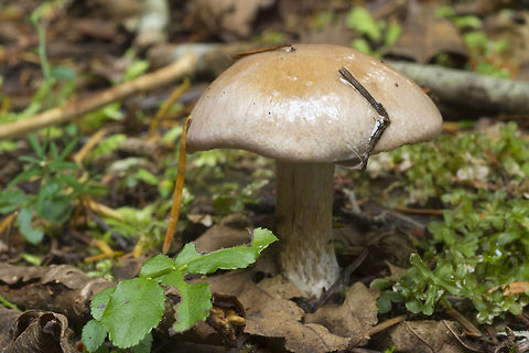 Slimy spike cap  Fall,Geotagged,Gomphidius glutinosus,United States,gomphidius glutinosus