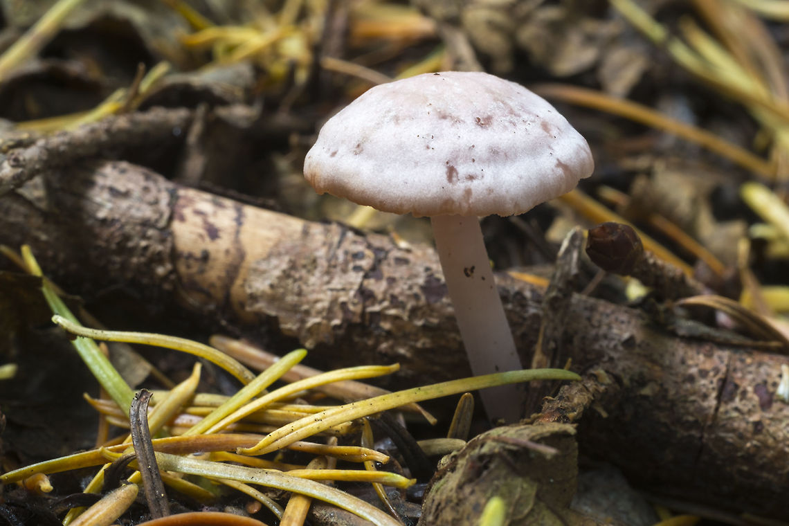 Old Mycena purpureofusca? looks like the photo from PNW mushrooms... but unlike most others. Fall,Geotagged,United States