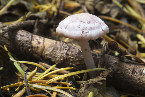Old Mycena purpureofusca? looks like the photo from PNW mushrooms... but unlike most others. Fall,Geotagged,United States