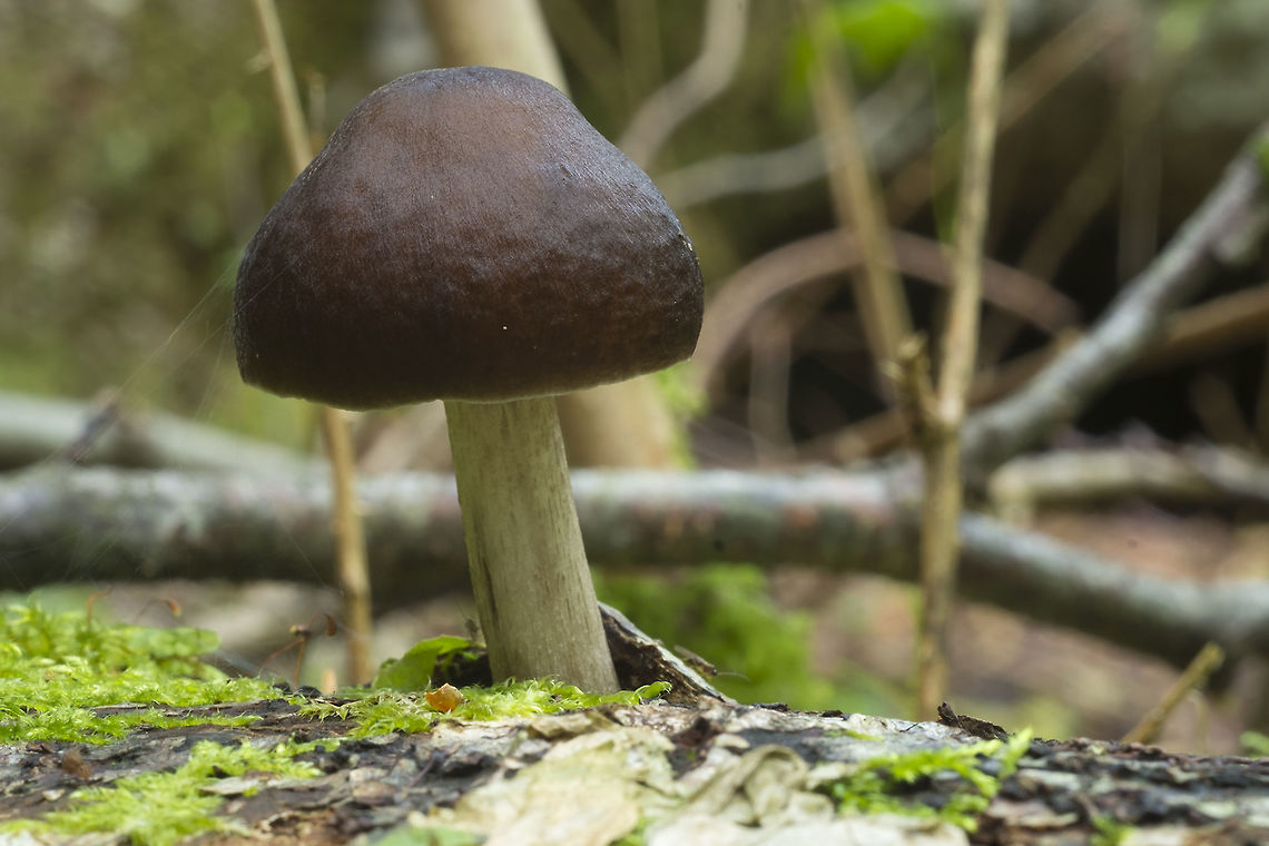 Chestnut capped mushroom growing on wood Fall,Geotagged,Pluteus cervinus,United States