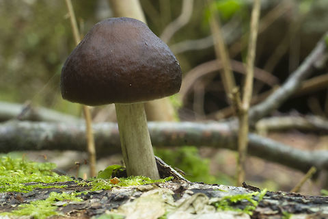 Chestnut capped mushroom growing on wood Fall,Geotagged,Pluteus cervinus,United States