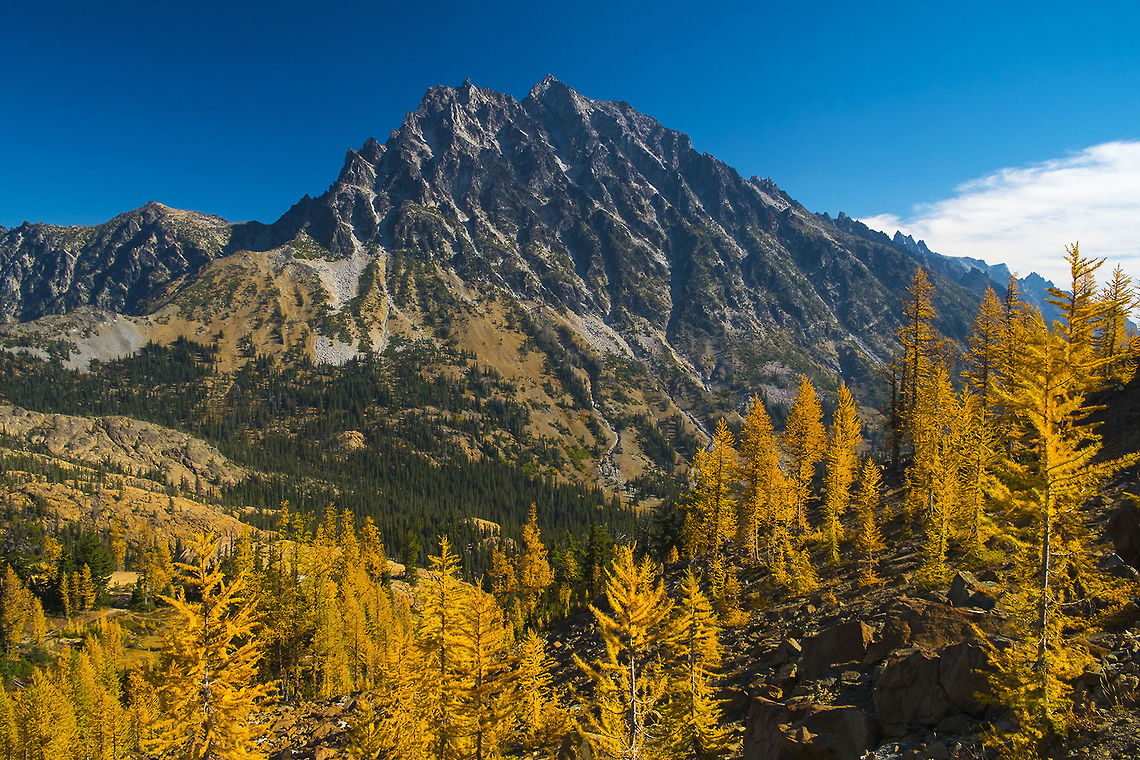 Mount Stuart amid the larches  Fall,Geotagged,Larix lyallii,Subalpine larch,United States