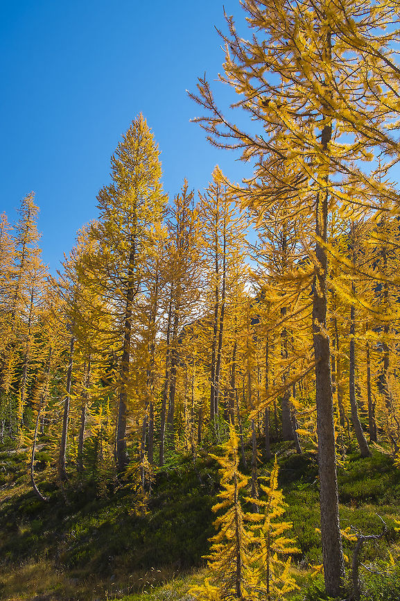 Subalpine Larches Deciduous conifers... who knew Fall,Geotagged,Larix lyallii,Subalpine larch,United States