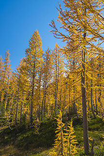 Subalpine Larches Deciduous conifers... who knew Fall,Geotagged,Larix lyallii,Subalpine larch,United States