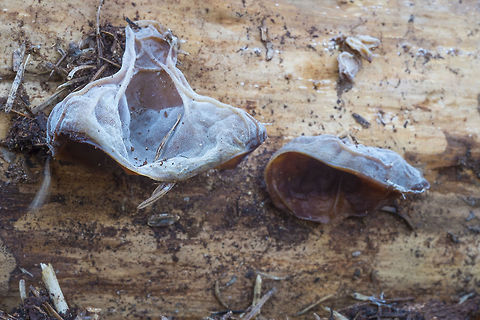 Wood Ears Auricularia auricula-judae Auricularia auricula-judae,Fall,Geotagged,United States,wood ear