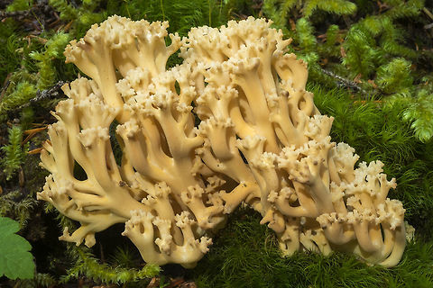 Cream colored ramaria  Fall,Geotagged,United States