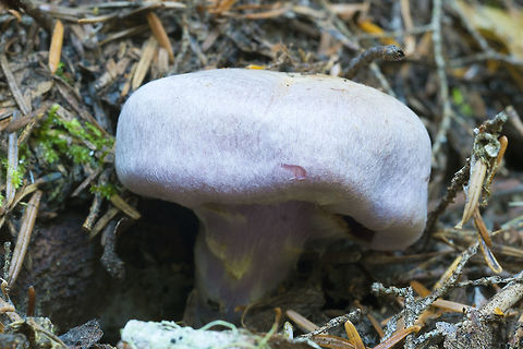 Velvety Lilac Mushroom maybe Cortinarius anomalus? small brown stain on the cap (not visible) Cortinarius alboviolaceus,Cortinarius anomalus,Fall,Geotagged,United States,cortinarius alboviolaceus