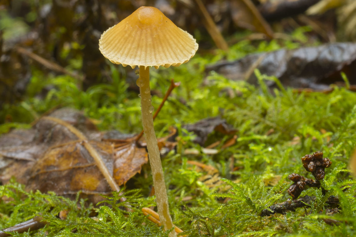possible Galerina heterocystis  Fall,Geotagged,United States
