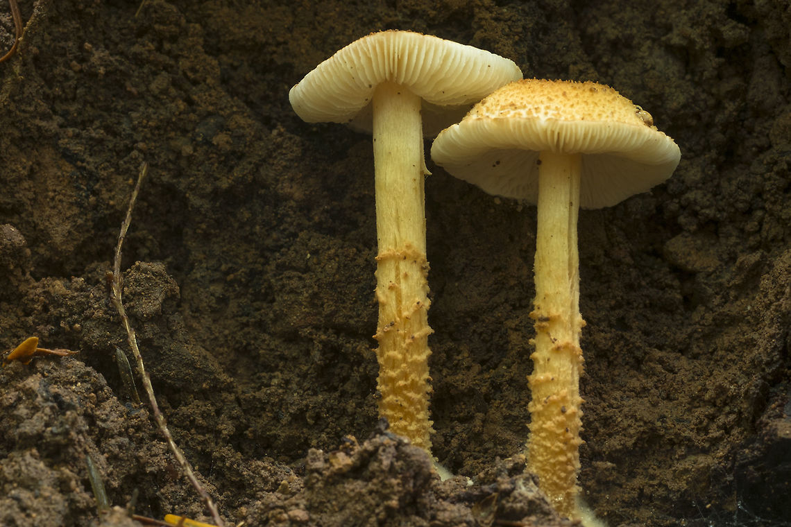 Cystoderma sp.  Fall,Geotagged,United States