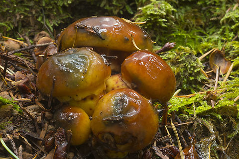Very slimy mushrooms they almost look like sticky buns... Fall,Geotagged,Suillus ponderosus,United States