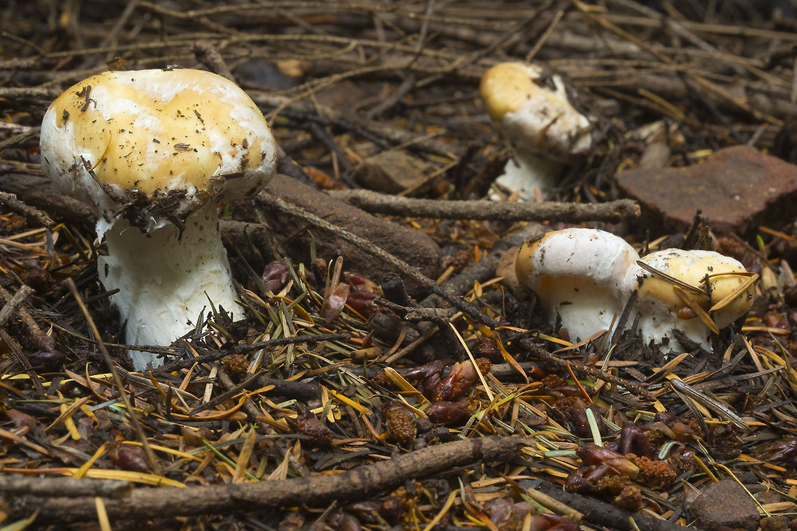 Yellow capped mushrooms with white veil remnants  Amanita calyptroderma,Fall,Geotagged,United States