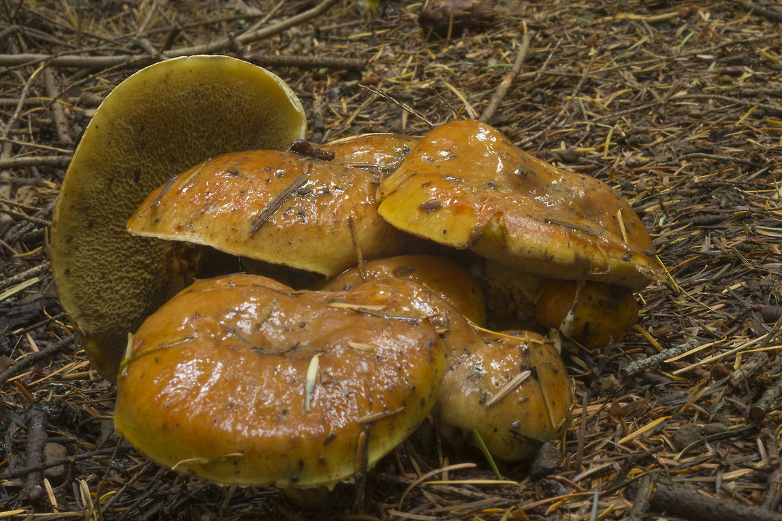 Sulius species  Fall,Geotagged,Suillus ponderosus,United States