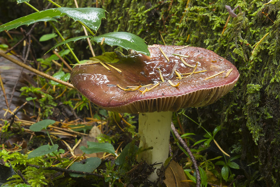 Shrimp russula not overpowering, but discernible shrimpy/fishy odor Fall,Geotagged,Russula xerampelina,United States
