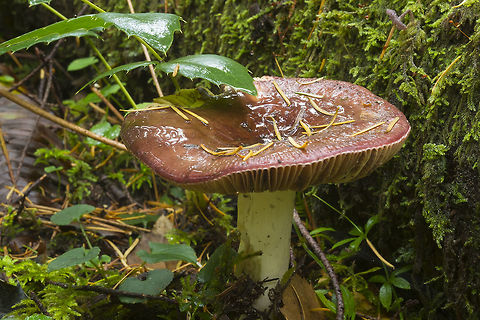 Shrimp russula not overpowering, but discernible shrimpy/fishy odor Fall,Geotagged,Russula xerampelina,United States