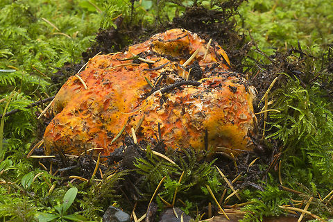 Lobster Mushroom This is actually a fungi parasitizing a fungus. There are several mushroom species that may be the host, but this one is so distorted there's no chance of determining which one it was. Fall,Geotagged,Hypomyces lactifluorum,Lobster mushroom,United States