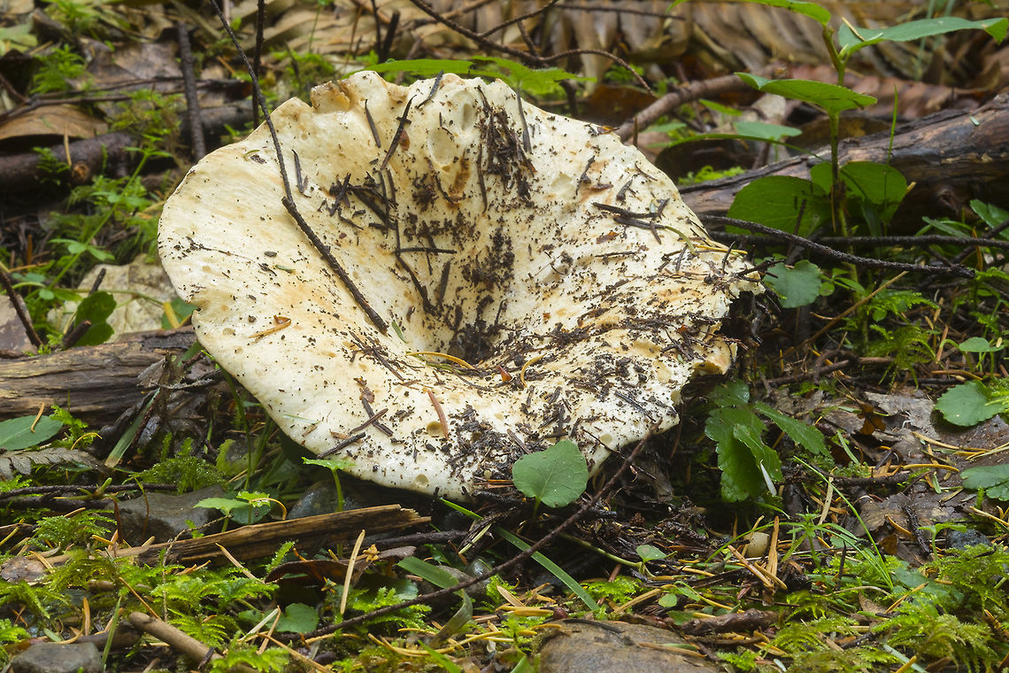 Russula brevipes  Fall,Geotagged,Russula brevipes,United States