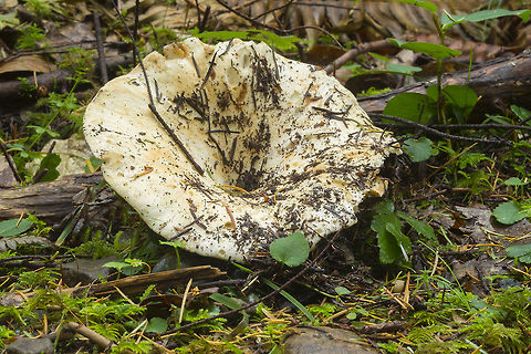 Russula brevipes  Fall,Geotagged,Russula brevipes,United States