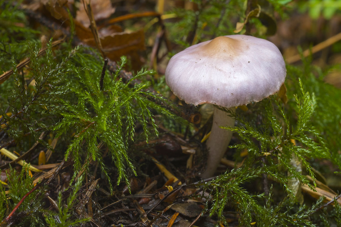 Inocybe geophylla var. lilacina ☠ lilac Inocybe Fall,Geotagged,Inocybe geophylla,United States