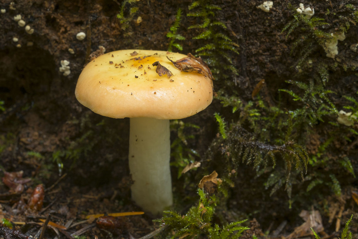 Pale yellow and pale pink mushroom  Fall,Geotagged,United States