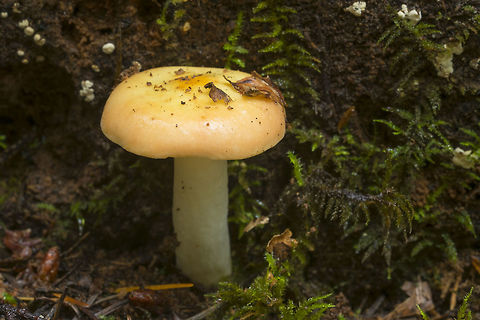 Pale yellow and pale pink mushroom  Fall,Geotagged,United States