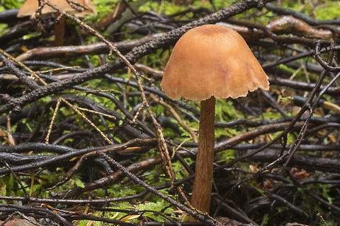 More mature Laccaria bicolor  Fall,Geotagged,Laccaria bicolor,United States