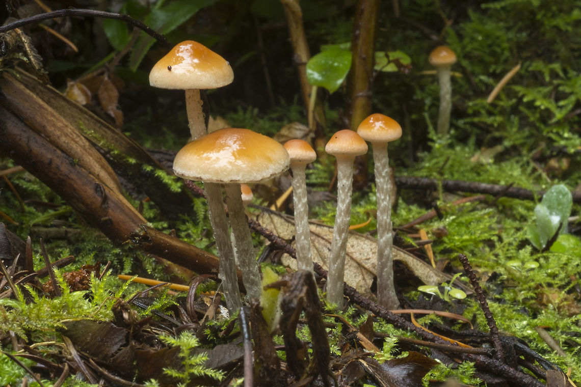 Leratiomyces squamosus  Fall,Geotagged,Leratiomyces squamosus,United States