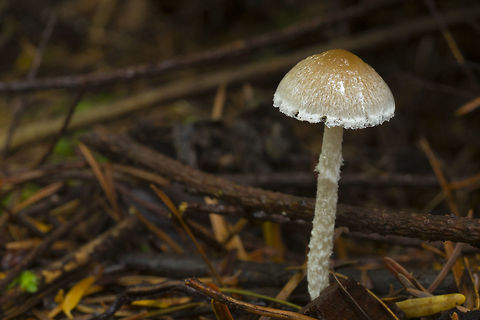 Another Leratiomyces? This one seems woolier, but there is some variation within the species. Fall,Geotagged,United States