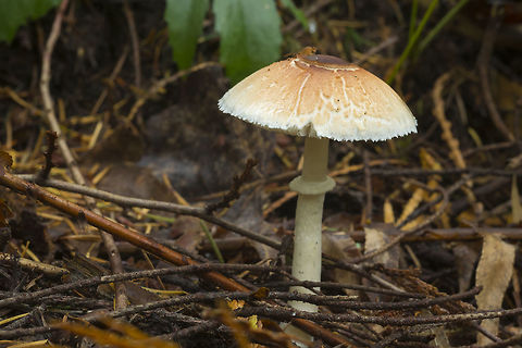 Lepiota sp.  Fall,Geotagged,United States