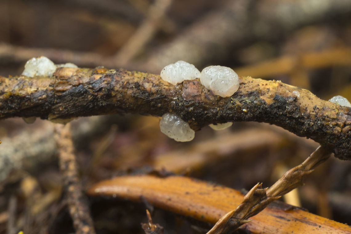 Tremella encephala though pink when larger, when young T. encephala is white or whitish Fall,Geotagged,Tremella encephala,United States