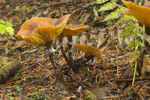 Orange mushrooms with dark stems very common in this area Fall,Galerina marginata,Geotagged,United States