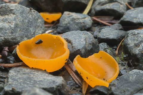 Orange Peel Fungus  Aleuria aurantia,Fall,Geotagged,Orange peel fungus,United States