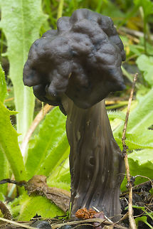Elfin Saddle  Fall,Geotagged,Helvella vespertina,United States