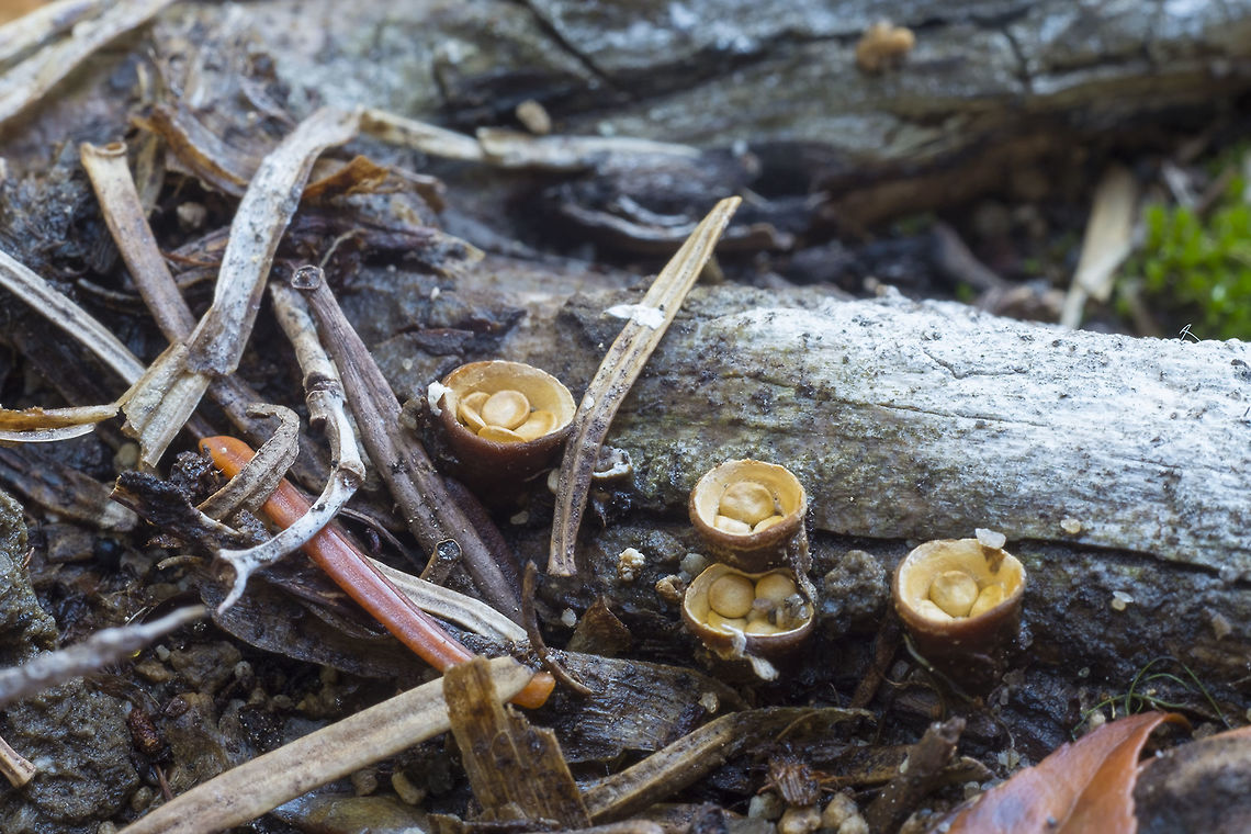 Crucibulum laeve  Crucibulum laeve,Fall,Geotagged,United States