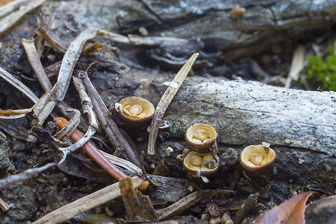Crucibulum laeve  Crucibulum laeve,Fall,Geotagged,United States