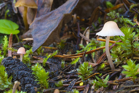 Pale pink mycena  Fall,Geotagged,United States