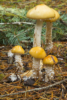 Questionable Stropharia  Fall,Geotagged,Questionable Stropharia,Stropharia ambigua,United States