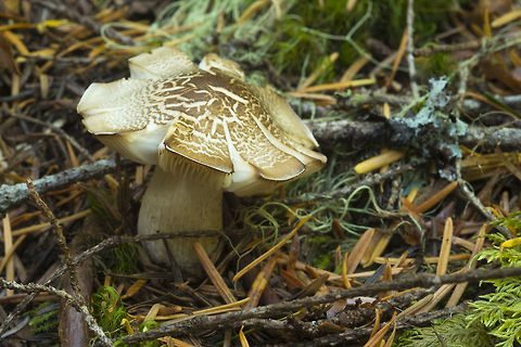 Deeply cracked cap possibly Megacollybia fallax Fall,Geotagged,United States