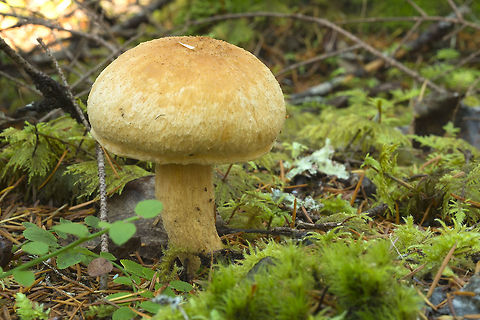 Tan velvety mushroom  Fall,Geotagged,United States