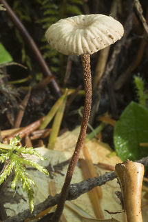 Marisimus species  Fall,Geotagged,United States