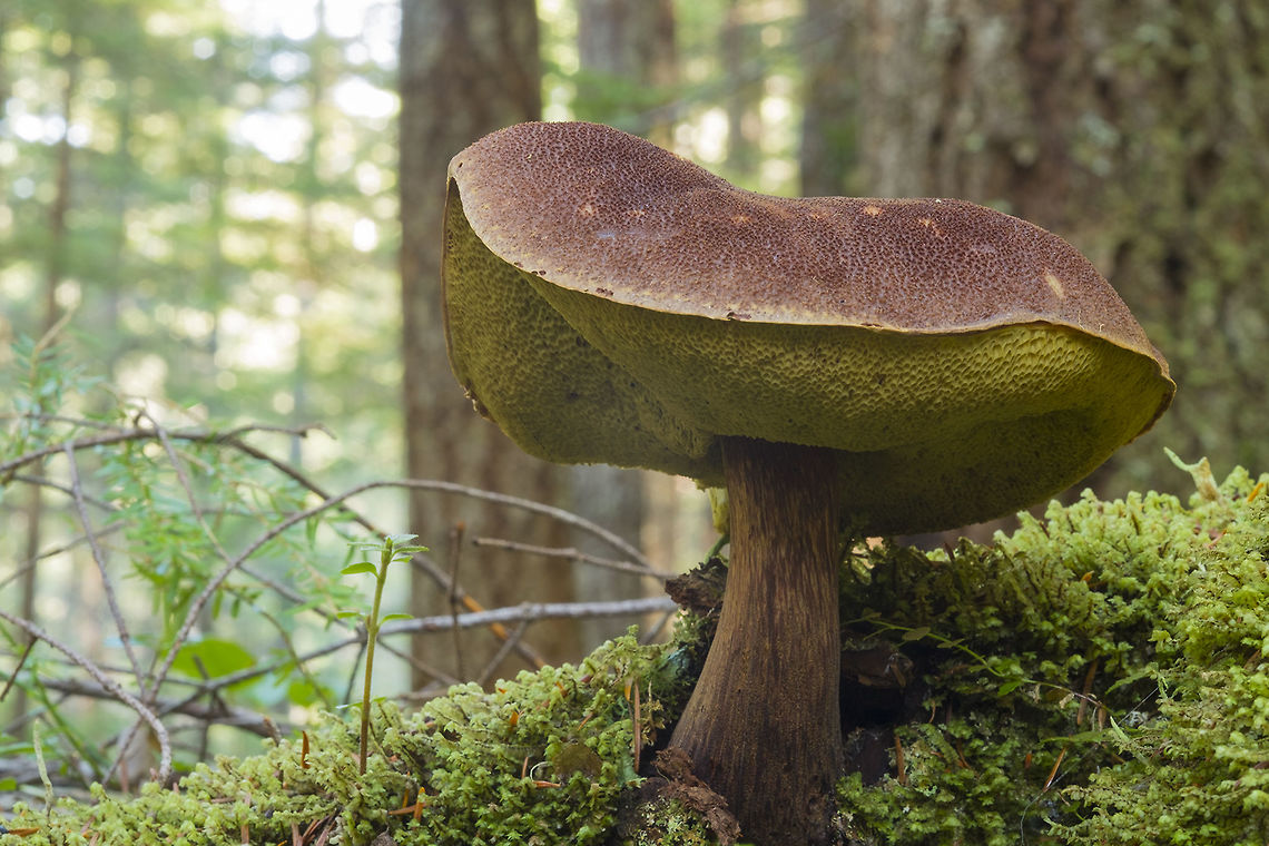 Bolete  Fall,Geotagged,United States,Xerocomellus chrysenteron