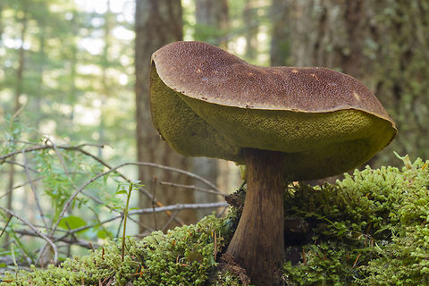 Bolete  Fall,Geotagged,United States,Xerocomellus chrysenteron