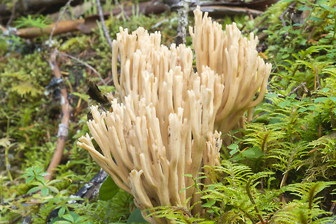 Ramaria stricta  Fall,Geotagged,Ramaria stricta,United States