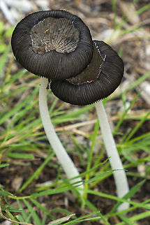 Inky caps a lovely pair of inky caps, probably just before they begin to dissolve into ink Coprinopsis lagopus,Fall,Geotagged,United States