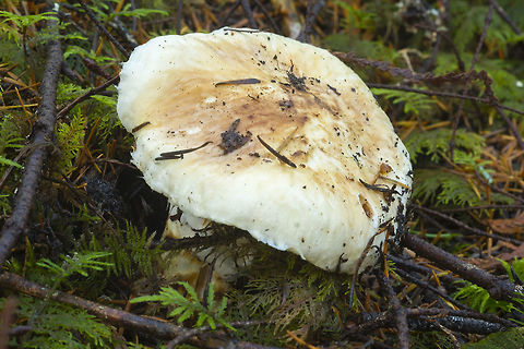 American matsutake! This one may not look like much, but this is one of the most sought after wild mushrooms in the woods and I found one :) - now to find more.... As soon as I get an expert confirmation I'll let you know just how tasty it was :) :) :) update: got my confirmation... now to cook it (yes it was delicious)

Sorry though.. today's photos will not get exact geo tags. They might not be white rhinos, but they do need protecting. Prices have come down from the crazy amounts of a few years ago, so it isn't quite as bad, but irresponsible (or ignorant) pickers can destroy the mycelium beds if they rake or dig. American matsutake,Tricholoma magnivelare